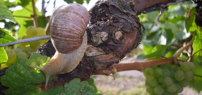 Ökologischer Weinbau in den Steillagen