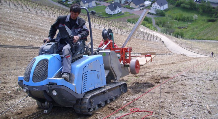 Pflanzen junger Spätburgunder-Reben