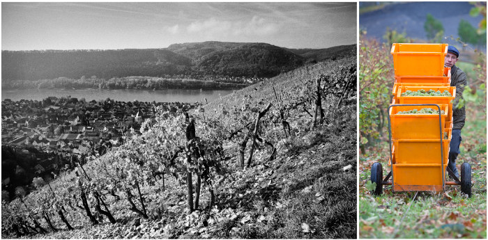 Weinberg-Ernte in den Leutesdorfer Steillagen