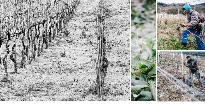 Weingut Sturm in Leutesdorf